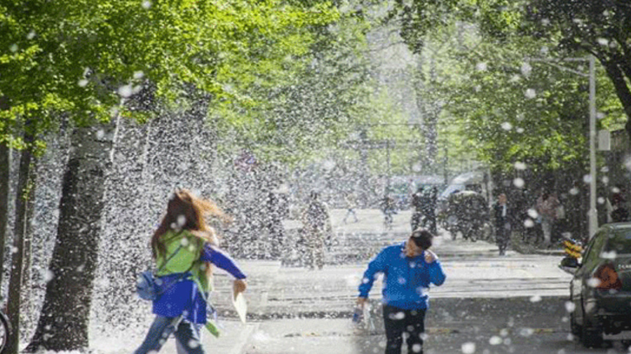 柳絮是怎樣產(chǎn)生的